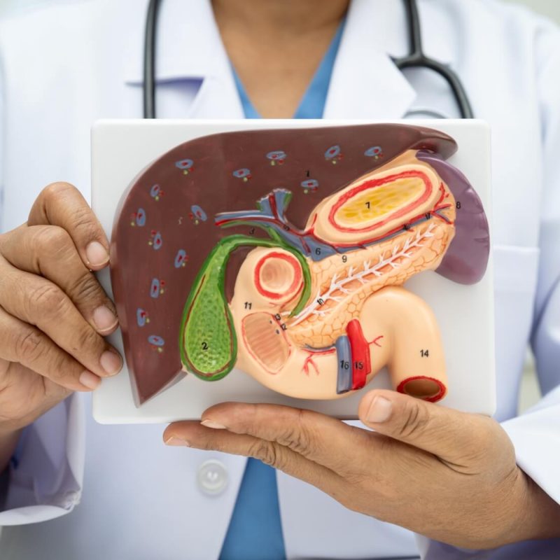 balca liver illustration (1)